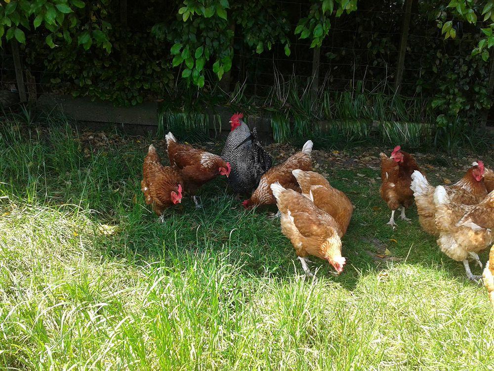 Runciman Berries And Emus B&B Ramarama Exterior photo